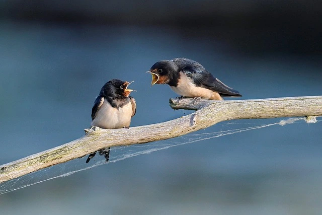 Pajaros que parecen discutir